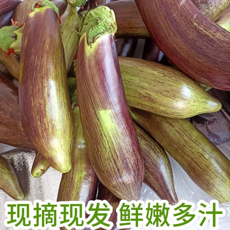 东北面包茄子5斤新鲜特产