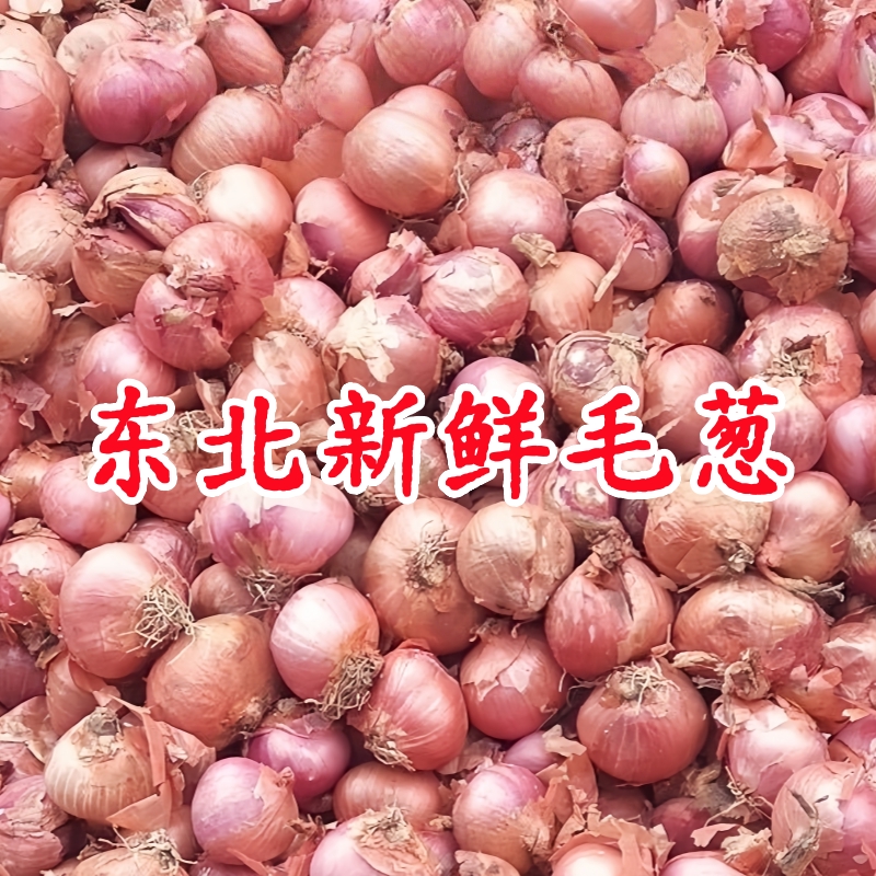 毛葱东北特产鬼子葱新鲜圆葱