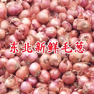 毛葱东北特产鬼子葱新鲜圆葱大红葱头农家笨洋葱小圆葱生吃干毛葱