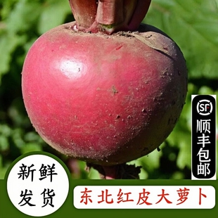顺丰东北大红萝卜新鲜蔬菜白心红皮辣萝卜大红袍萝卜泡菜火锅食材
