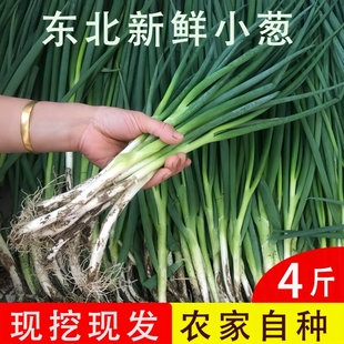 东北小葱新鲜蔬菜打饭包香葱农家自种细葱苗蘸酱菜青水葱现摘现发