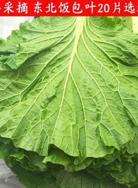 顺丰东北饭包叶大白菜叶新鲜打饭包菜叶即食蘸酱菜包饭绿叶子送酱