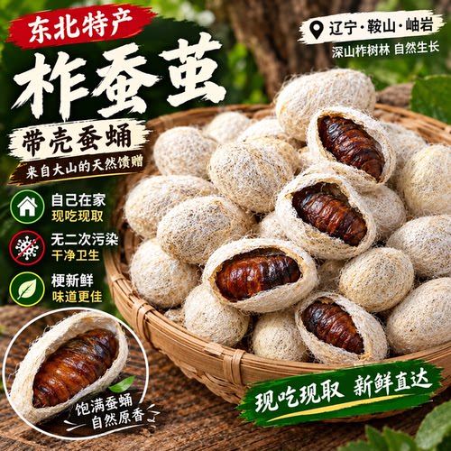 东北特产柞蚕带壳蛹新鲜直达