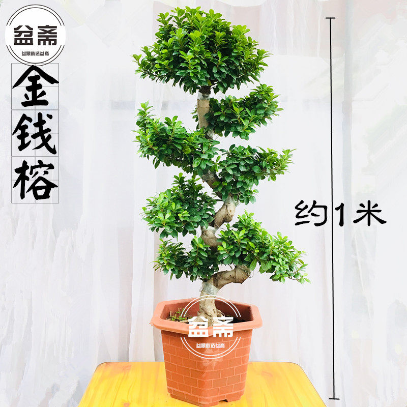 金钱榕盆景大型绿植盆栽造型S型小叶榕树室内客厅净化空气风水树