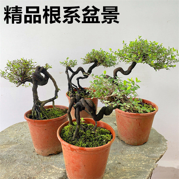 铁包金盆栽盆景植物提根精品矮霸微型老桩开花结果水杨梅姬紫薇