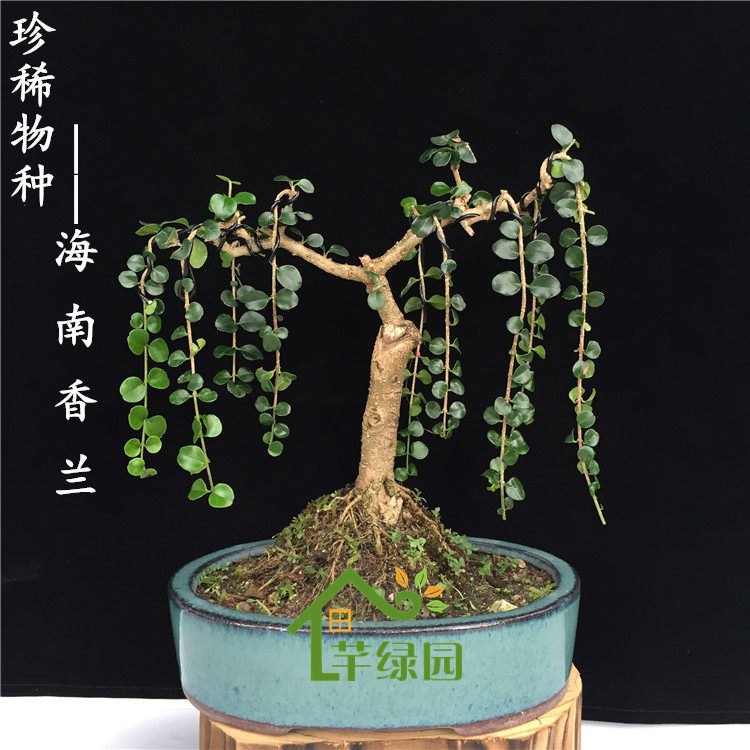 海南香兰盆景名贵树种开花浓香博兰室外阳台新手种植好养盆栽造型