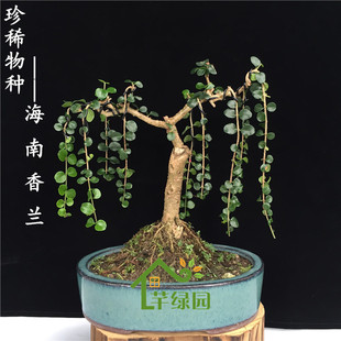 海南香兰盆景名贵树种开花浓香博兰室外阳台新手种植好养盆栽造型