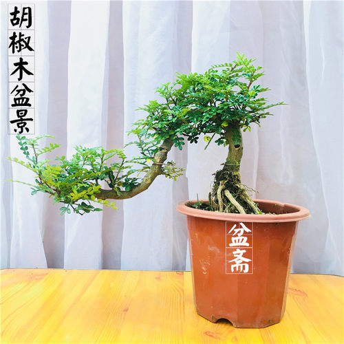 悬崖式清香木盆景 胡椒室内阳台驱蚊精品盆栽香味提根抱石临水式 - 封面