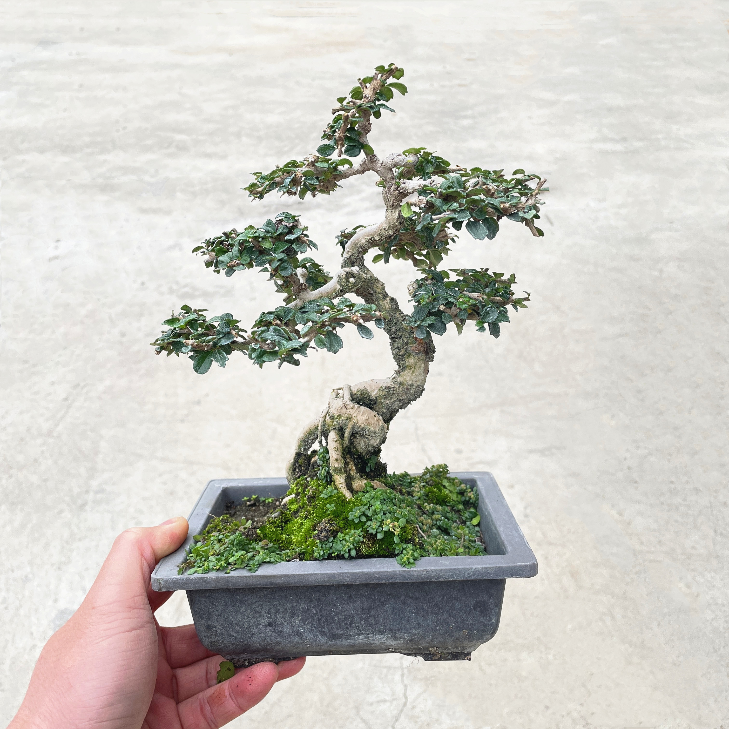 小叶福建茶盆景开花结果矮霸老桩掌上小精品造型四季常青耐寒雀梅