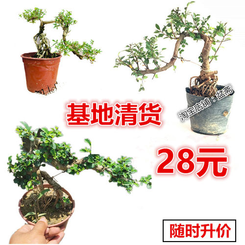 悬崖式盆景植物 悬崖福建茶榆树六月雪雀梅对节白蜡榔榆造型盆栽