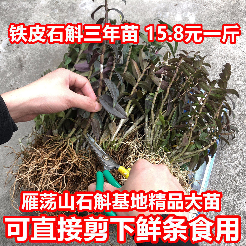 可食用铁皮石斛三年大苗一斤雁荡山石斛木桩盆栽鲜条大棚绿植花卉