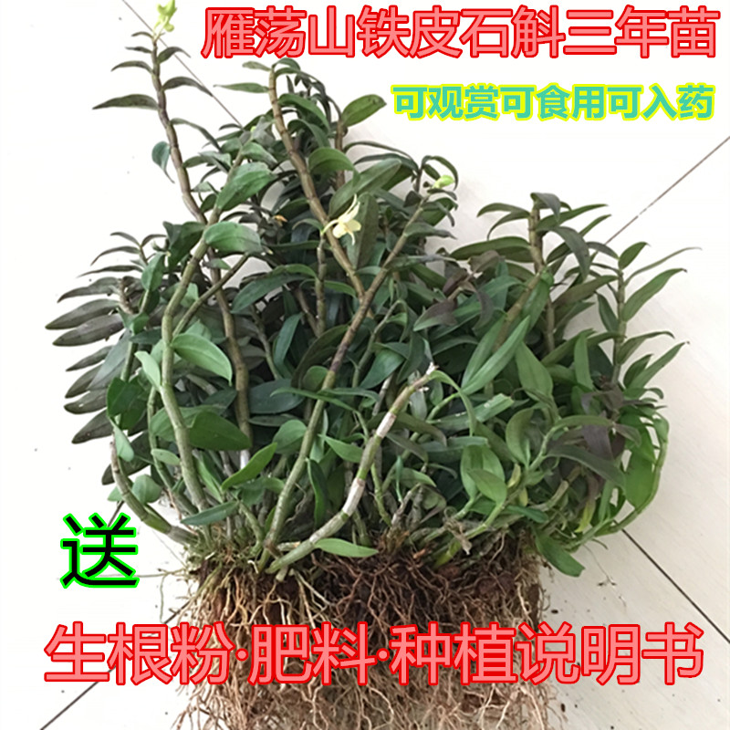 铁皮石斛苗一斤可食用会开花雁荡山红杆大苗黄色花老品种