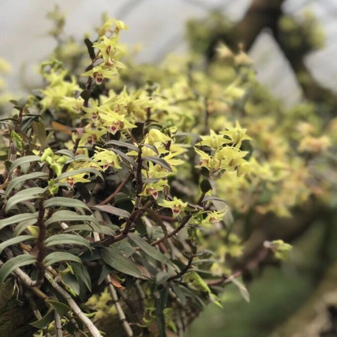 铁皮石斛苗可食用花卉绿植雁荡山种植大棚铁皮石斛苗一斤