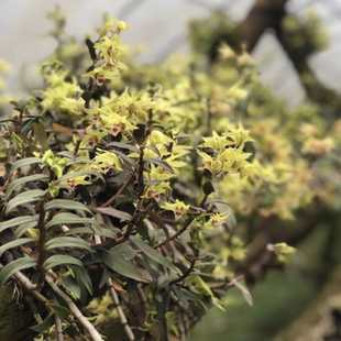 铁皮石斛苗可食用花卉绿植雁荡山种植大棚铁皮石斛苗一斤