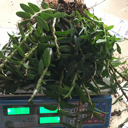 正宗铁皮石斛苗种苗绿植盆栽吊兰