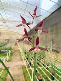 办公室绿植小盆栽 好养活 红如意 细叶寒兰铭品