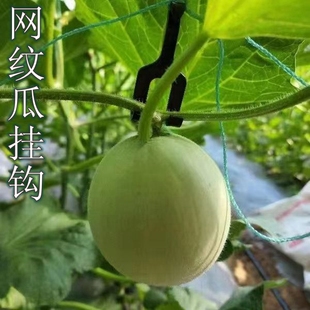 网纹瓜白色吊挂钩哈密瓜种植网纹瓜钩玟珑瓜挂钩玟珑瓜挂钩网夹子