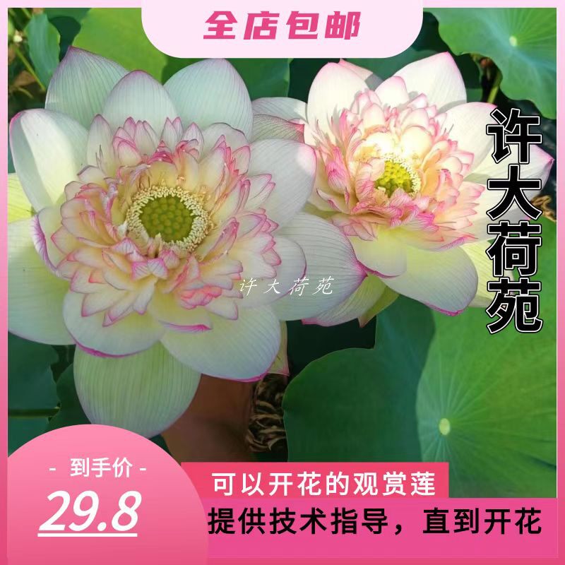 【新云锦】 大型复色碗莲种藕苗许大荷苑水生花卉盆栽荷花