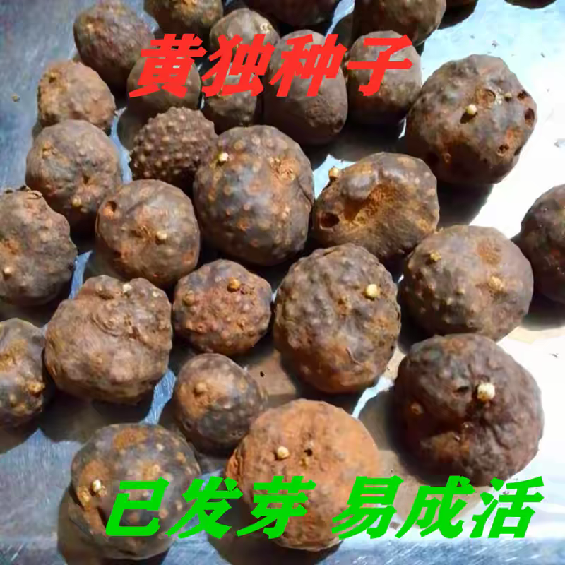 黄独黄药子中药材种子10粒黄药子粉黄独苗黄狗头金钱吊蛋黄金山药