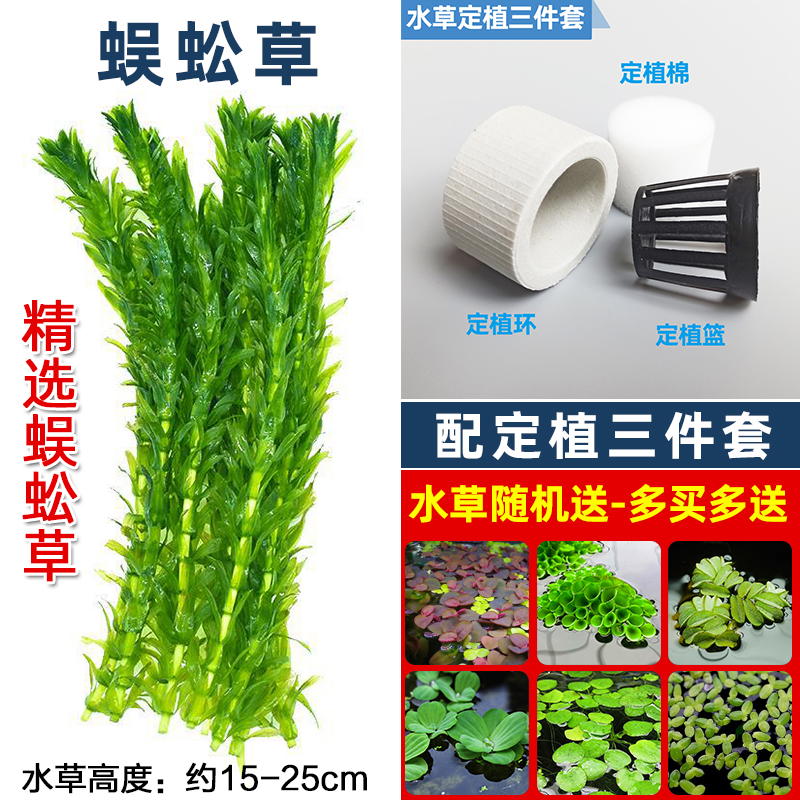 懒人易养水草蜈蚣草无须种植水草定植三件套净化水质增氧定植沉环