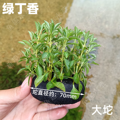 绿丁香坨草水草鱼缸水池造景水下阳性淡水真水培活体植物懒人增氧