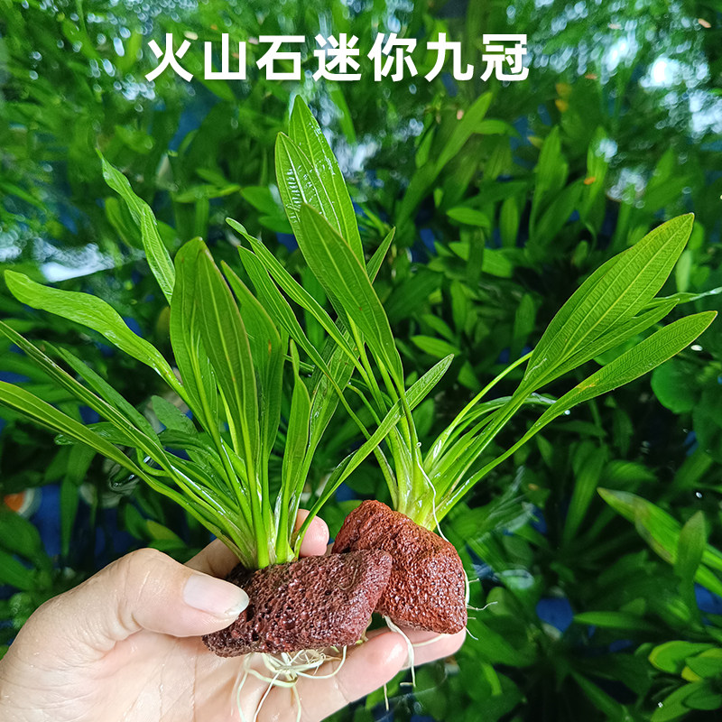 火山石迷你九冠红波绿蜈蚣草绿菊前中景活体真水草鱼缸懒人易养,宠物/宠物食品及用品,水草,淘宝优惠券,粉丝福利购,淘宝优惠卷