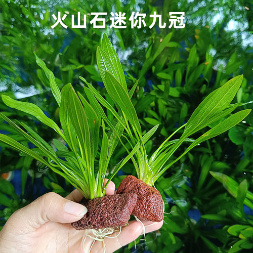火山石迷你九冠红波绿蜈蚣草绿菊前中景活体真水草鱼缸懒人易养