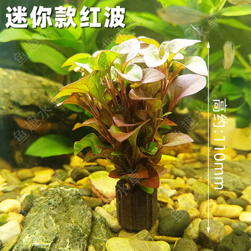适合小缸迷你款红波带呼吸环真水草桌面鱼缸装饰净水增氧无需底沙