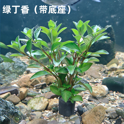 适合中小缸造景绿丁香真水草带底座易养净水增氧鱼缸装饰水族造景