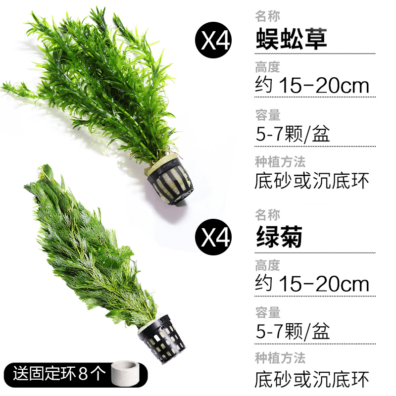 绿菊水草植物鱼缸造景真草水草缸净化冒泡造氧懒人套餐阴性蜈蚣草