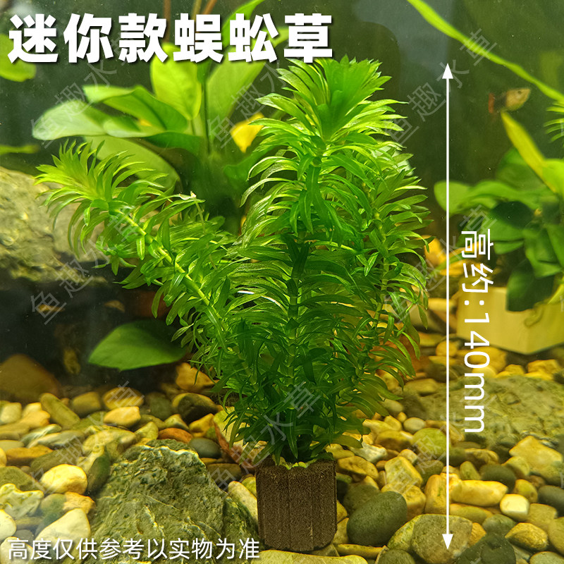 适合小缸迷你款蜈蚣草带呼吸环真水草桌面鱼缸装饰水族造景增养