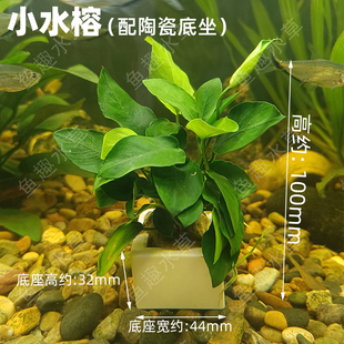 小水榕配底坐中小型鱼缸造景净小棵小株型水真水草摆件好养活新手