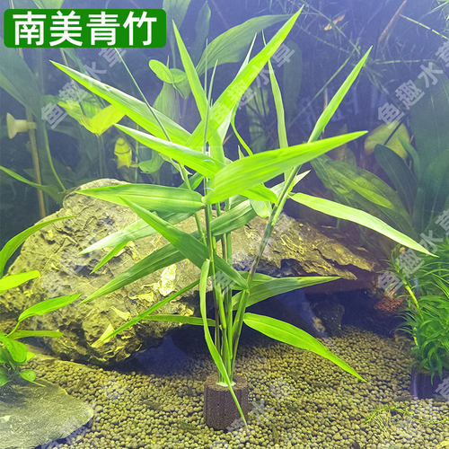 南美水竹青竹水草懒人净水族箱鱼缸定植中后景缸新手好养定植阴性