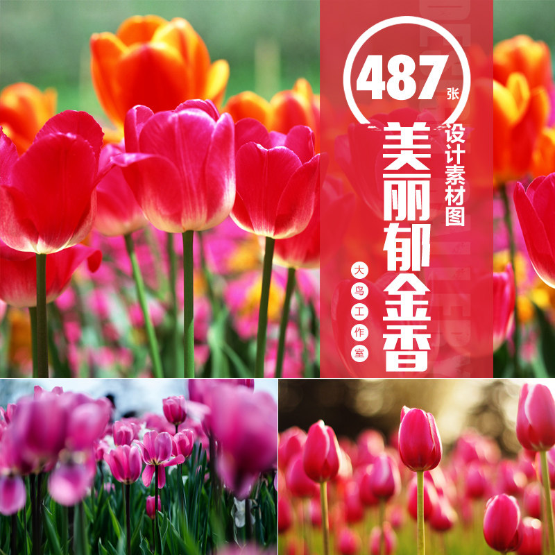 美丽郁金香高清设计图片素材花骨朵特写花卉鲜花花束素材大图