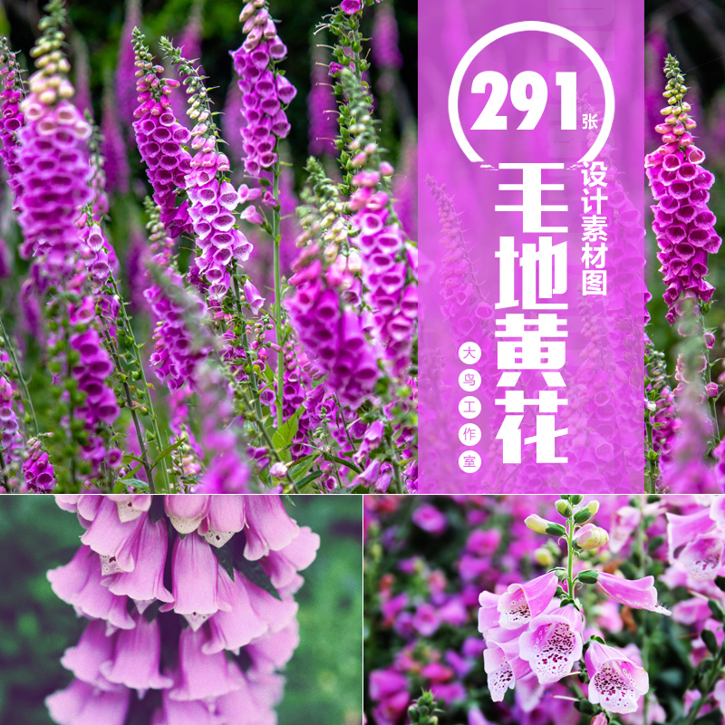 毛地黄花设计素材大图紫色花卉美丽花瓣景观植物素材图片