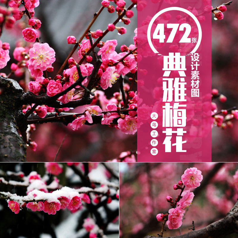 中国风典雅梅花设计素材大图中式寒梅腊梅唯美鲜花梅花枝头jpg