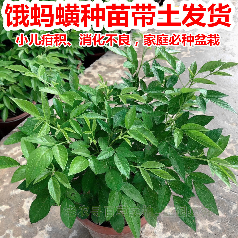 饿蚂蟥盆栽种苗鲜小槐花带土发货仙草抹草家庭必种草药小儿积消食