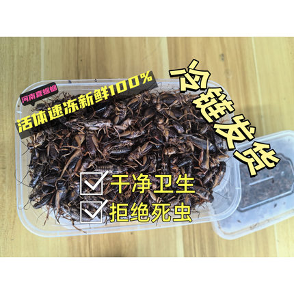 速冻体黑白蟋蟀速冻蛐蛐饲料画眉鸟蜥蜴蜘蛛守宫蝎子树蛙仓鼠