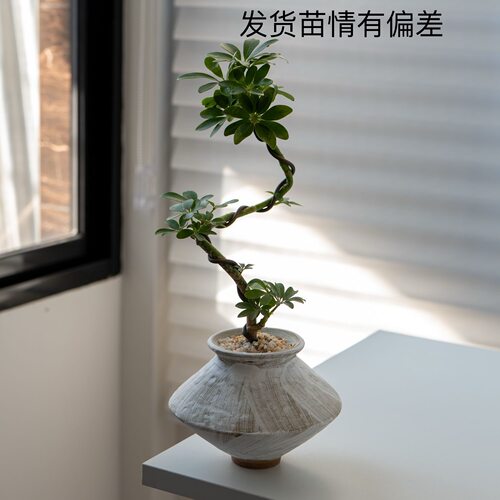 植物造型鸭脚木盆栽室内办公室客厅招财好养绿植四季桌面花卉