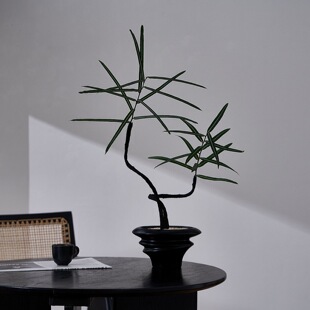 造型植物昆士兰瓶树简约真绿植盆栽家居装饰摆件
