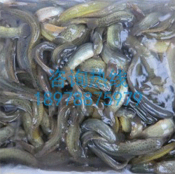 饲料广西淡水台湾花鱼包活泥鳅