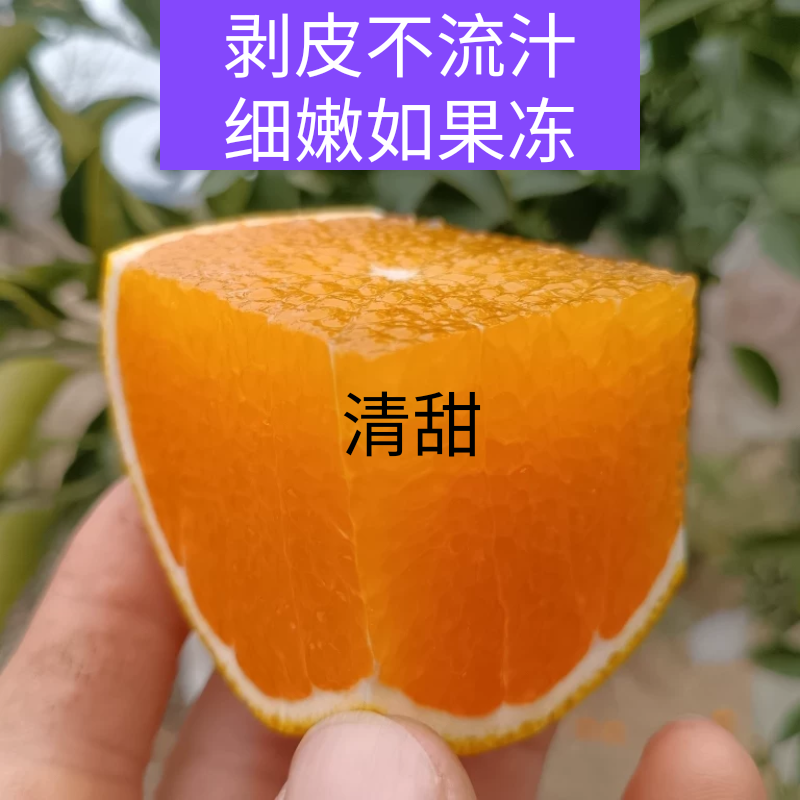 阳光一号桔柚脆嫩化渣好吃不上火