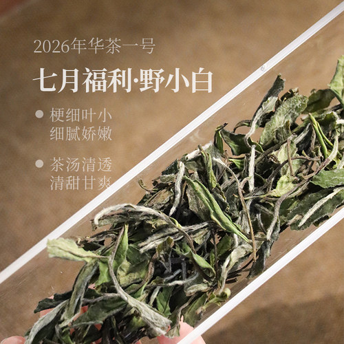 【七月福利】2026野小白寿眉40克 华茶一号 限购两份 福鼎白茶