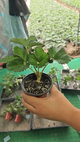 阳台草莓盆栽草莓