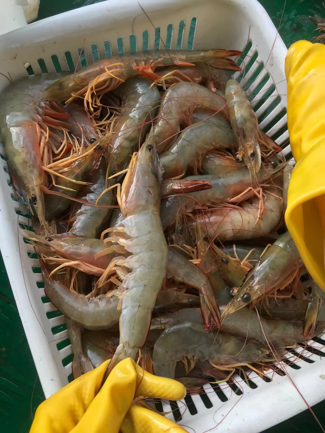 不新鲜包赔自家渔船海捕新鲜大虾大明虾 大白虾天然海虾