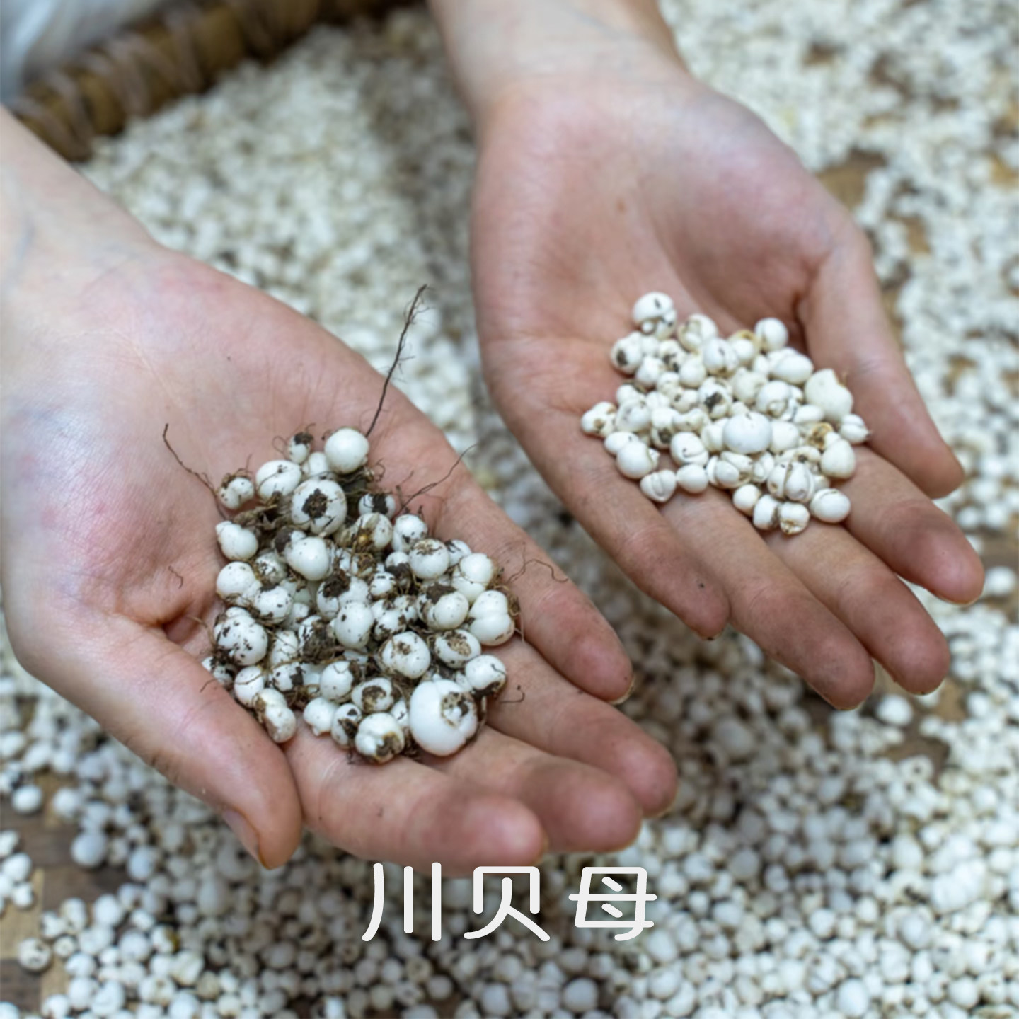 喜己食养·川贝母(松贝)丨四川阿坝州正品天然松贝无硫支持检测