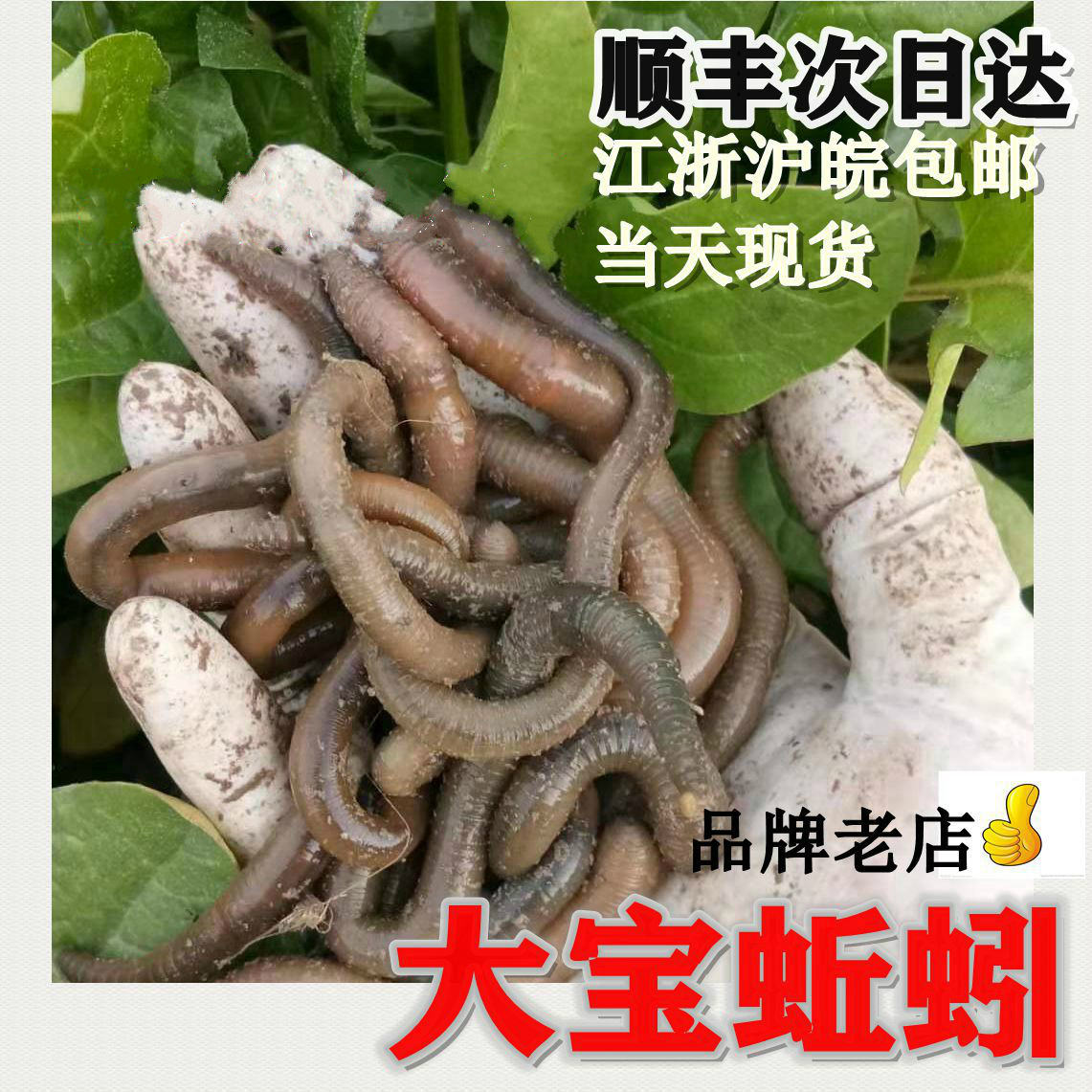 大蚯蚓 黑蚯蚓 青蚯蚓 臭蚯蚓 黄鳝龙虾鱼饵 顺丰包邮