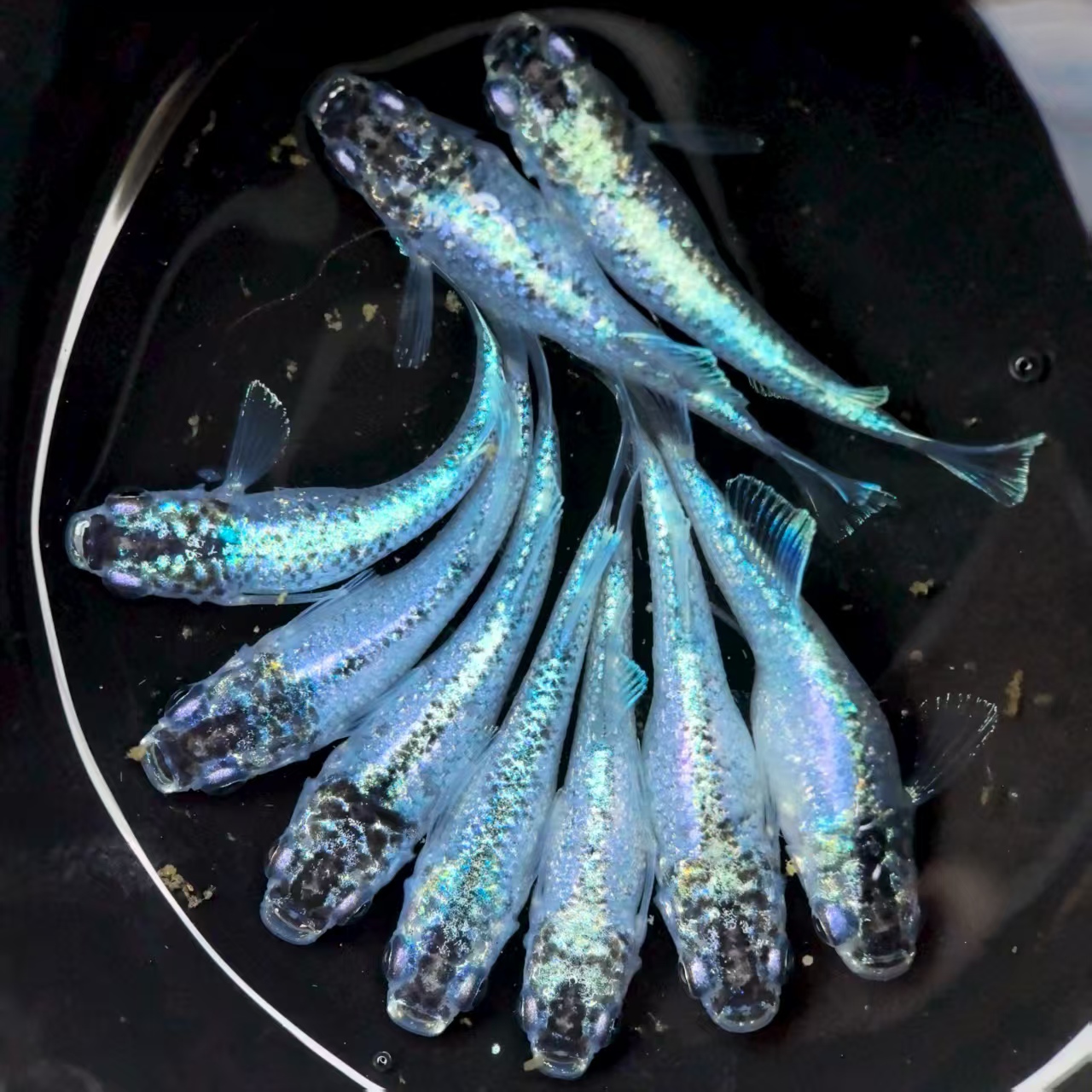 渊中之鱼观背青鳉妖精冷水观赏鱼