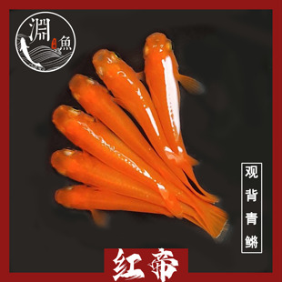 渊中之鱼 观背青鳉 红帝鱼卵鱼苗鳉鱼亚成种鱼可孵小型冷水观赏鱼