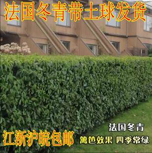 法青法国冬青苗围墙树苗冬青树苗珊瑚树苗做篱笆围墙绿化苗木